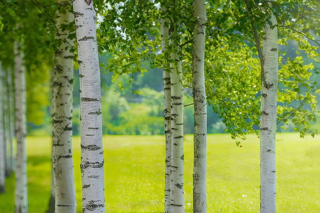 Belçika ve AB'de yasadışı Rus kerestesi: 1.5 milyar avroluk kaçak ticaret