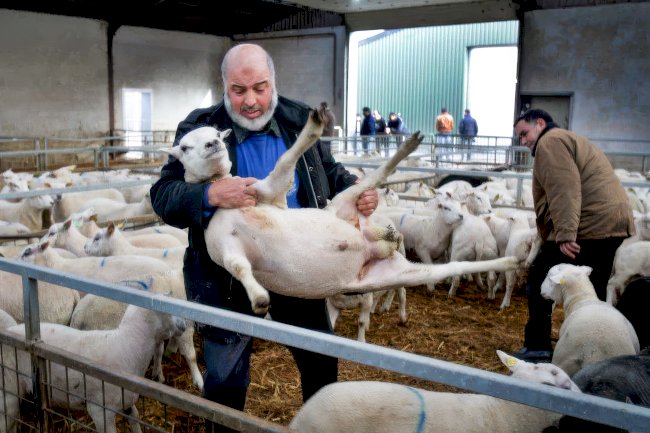 Hükümet kurulmasına engel olmamak için kesim yasağı tasarısına ara verildi