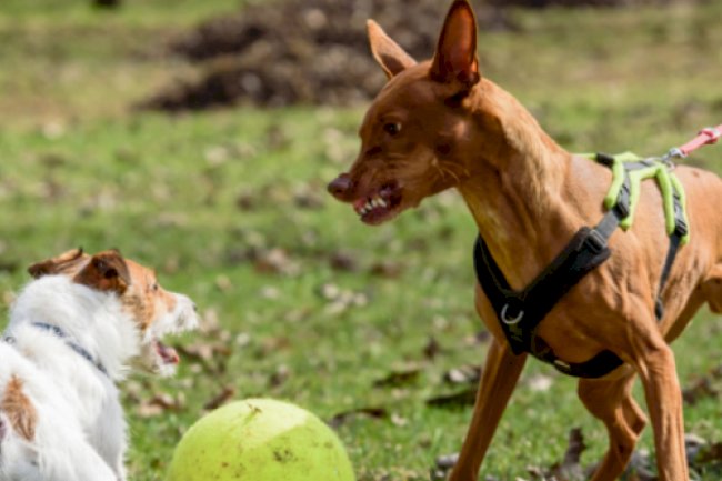 Serbest dolaşan köpeğe 96 euro ceza: "Göz yummayacağız"
