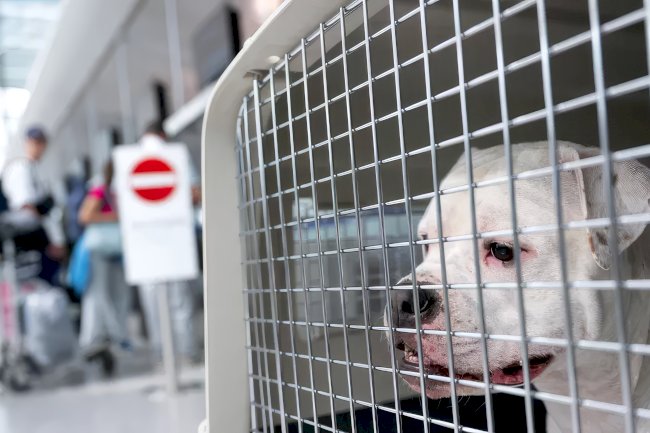 AB Adalet Divanı: Evcil hayvanlar “Bagaj” sayılabilir