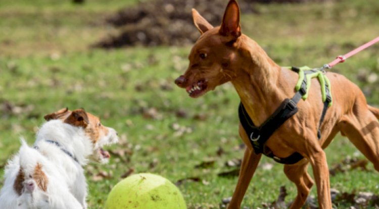 Serbest dolaşan köpeğe 96 euro ceza: "Göz yummayacağız"
