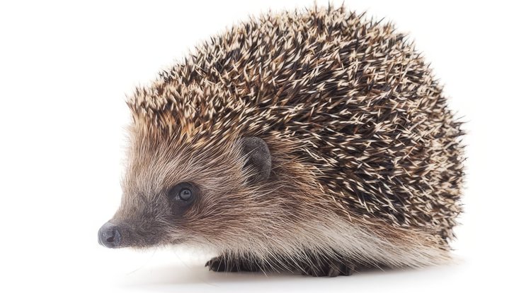 Wallonia’da robot çim biçme makinelerine gece yasağı: Kirpiler için ölümcül tehdit