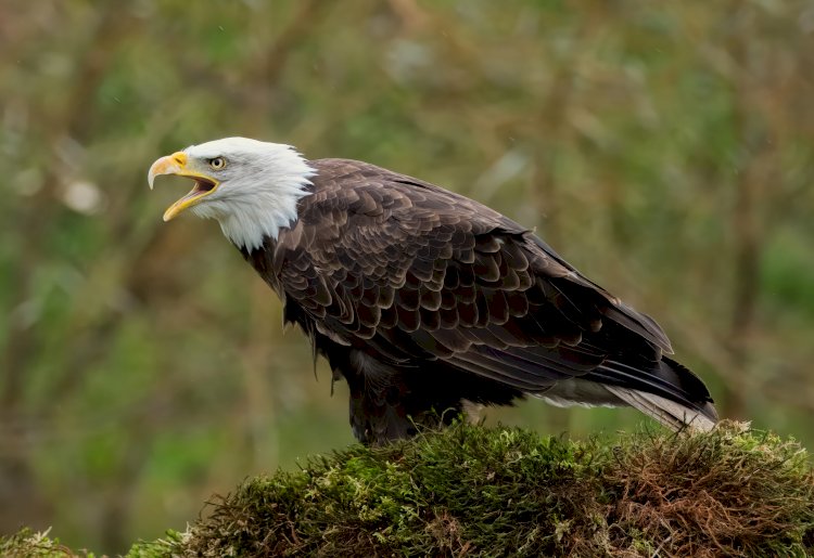 ABD tarihinde yeni bir dönem, kel kartal resmen ulusal kuş oldu