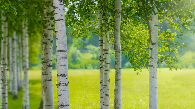 Belçika ve AB'de yasadışı Rus kerestesi: 1.5 milyar avroluk kaçak ticaret