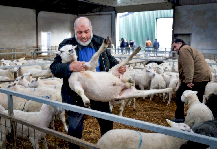 Hükümet kurulmasına engel olmamak için kesim yasağı tasarısına ara verildi