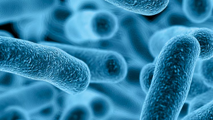 Maasmechelen’de Legionella bakterisine 6 vaka: Kaynağı araştırılıyor